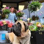 Mary Duffy, owner of Halls Of Tara flower shop on Centre Street in West Roxbury, carried Mother?s Day arrangements to the front of her shop early Saturday morning, as her 190-pound Old English Mastiff, Webster, lounged on the sidewalk. 