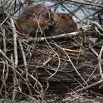 Used to a watery habitat, a beaver found itself stuck in a swimming pool in Burlington last month.