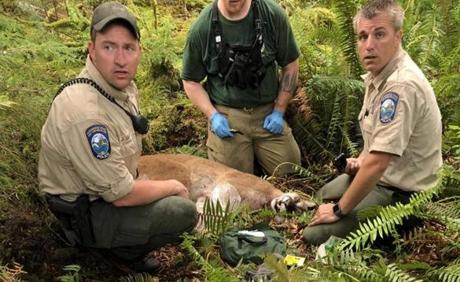 The  Washington State Fish and Wildlife Police appeared with a cougar that was believed responsible for attacking two mountain bikers in the woods northeast of Snoqualmie.
