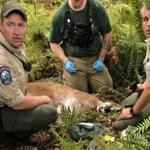 The Washington State Fish and Wildlife Police appeared with a cougar that was believed responsible for attacking two mountain bikers in the woods northeast of Snoqualmie.