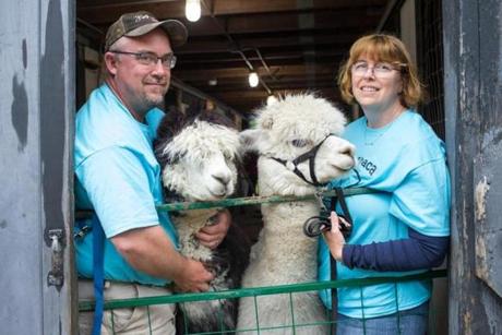 Matthew and Amy Varrell, owners of the Harvard Alpaca Ranch,  with two of their alpacas.
