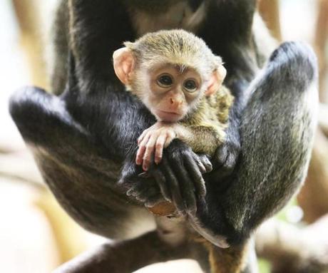 Boston, MA - 6/20/18 - A new, yet-to-be-sexed-and-named, De Brazza's (cq) monkey cuddles with first-time mom, Kiazi (cq). Born June 7, this is the first De Brazza's born at the Franklin Park Zoo (cq). First-time father is Kipawa (cq) (not shown). Photo by Pat Greenhouse/Globe Staff Topic: 21monkey Reporter: Laney Ruckstuhl
