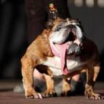 Mandatory Credit: Photo by MONICA M. DAVEY/EPA-EFE/REX/Shutterstock (9725777h) Zsa Zsa, an English Bulldog from Minnesota , wins the 2018 Worlds Ugliest Dog Contest in Petaluma, California, USA, 23 June 2018. The World's Ugliest Dog Contest has been going strong for over 30 years and is a testament that the pedigree does not define the pet. This world-renowned event celebrates the imperfections that make all dogs special and unique. Worlds Ugliest Dog Contest, Petaluma, USA - 23 Jun 2018