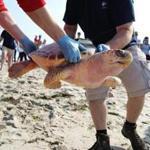WEST DENNIS, MA - 07/02/2018 After six months of rehab at the New England Aquarium, a turtle is released by West Dennis Beach Lifegaurd Brian McCauley, left, and Adam Kennedy, biolgist at the New England Aquarium. Five rescued loggerhead turtles were released early Monday morning from a southern-facing beach on Cape Cod. All turtles were marked with a GPS tracking device so biologists can monitor their movements and learn more about their migration patterns. Erin Clark for the Boston Globe