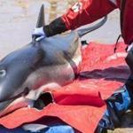 A dramatic rescue on Cape Cod began Tuesday morning as rescuers worked to save 14 dolphins that got stranded along the coast of Wellfleet.