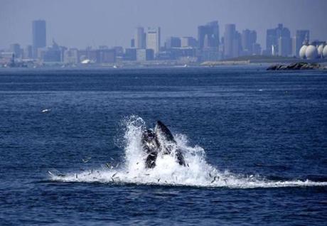 Humpback whales have been spotted several times in Boston Harbor since Sunday, likely following their food.
