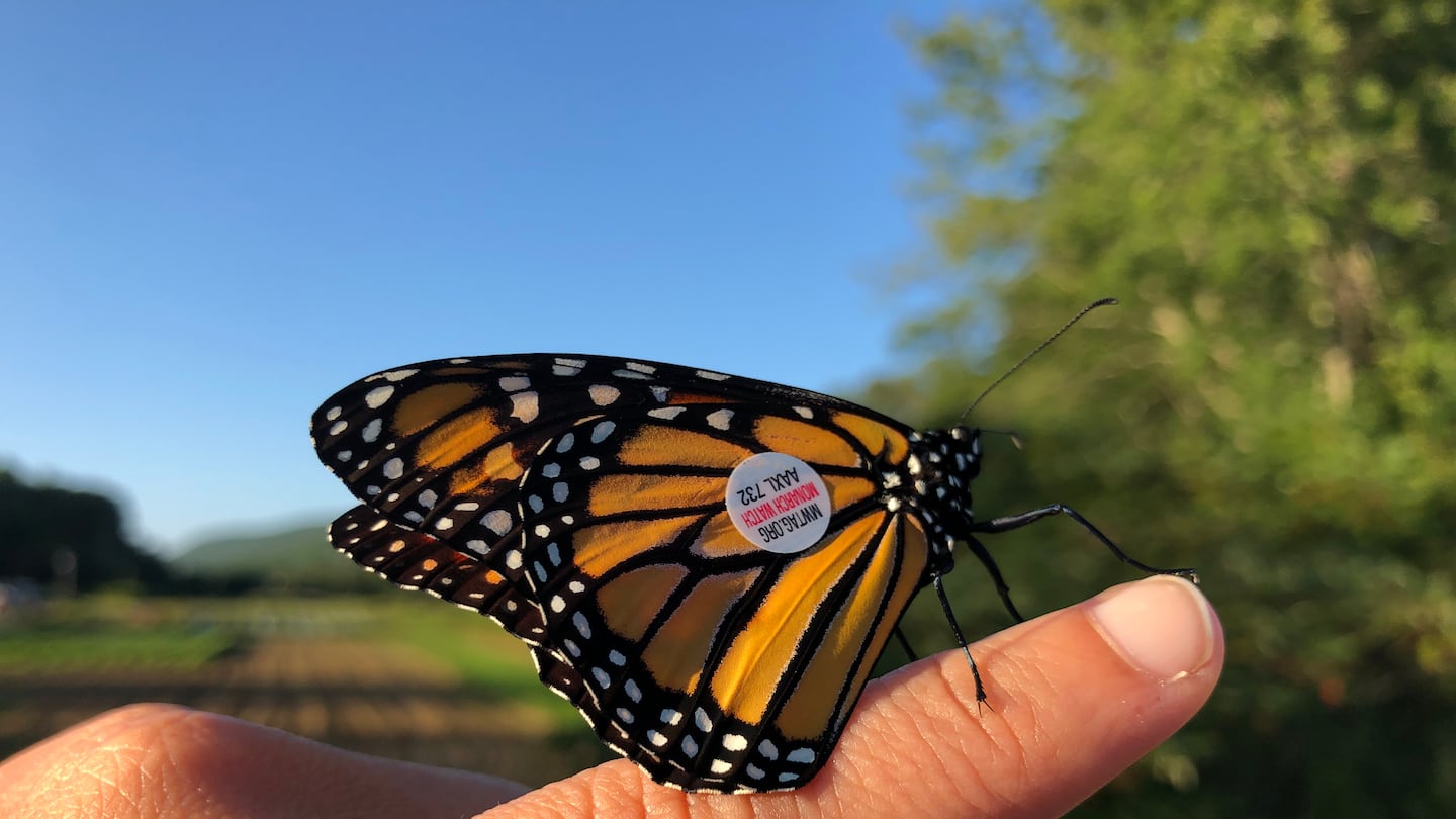 A tagged monarch butterfly ready for release. The stickers contain a unique number that can be tracked.