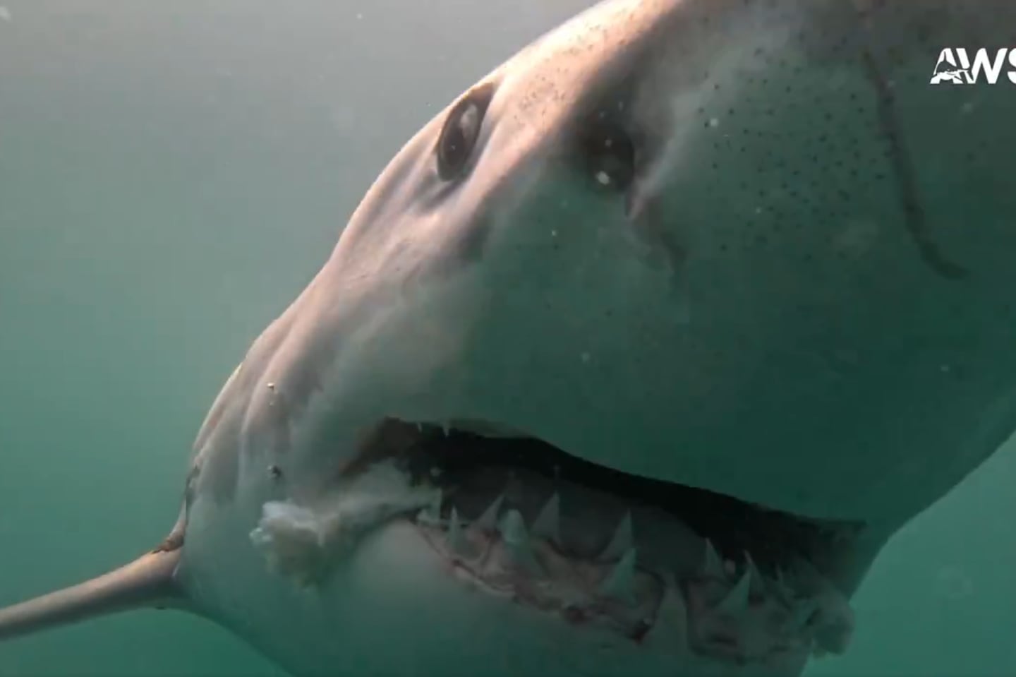 This great white shark was caught on video in the waters off the South Shore on July 14.