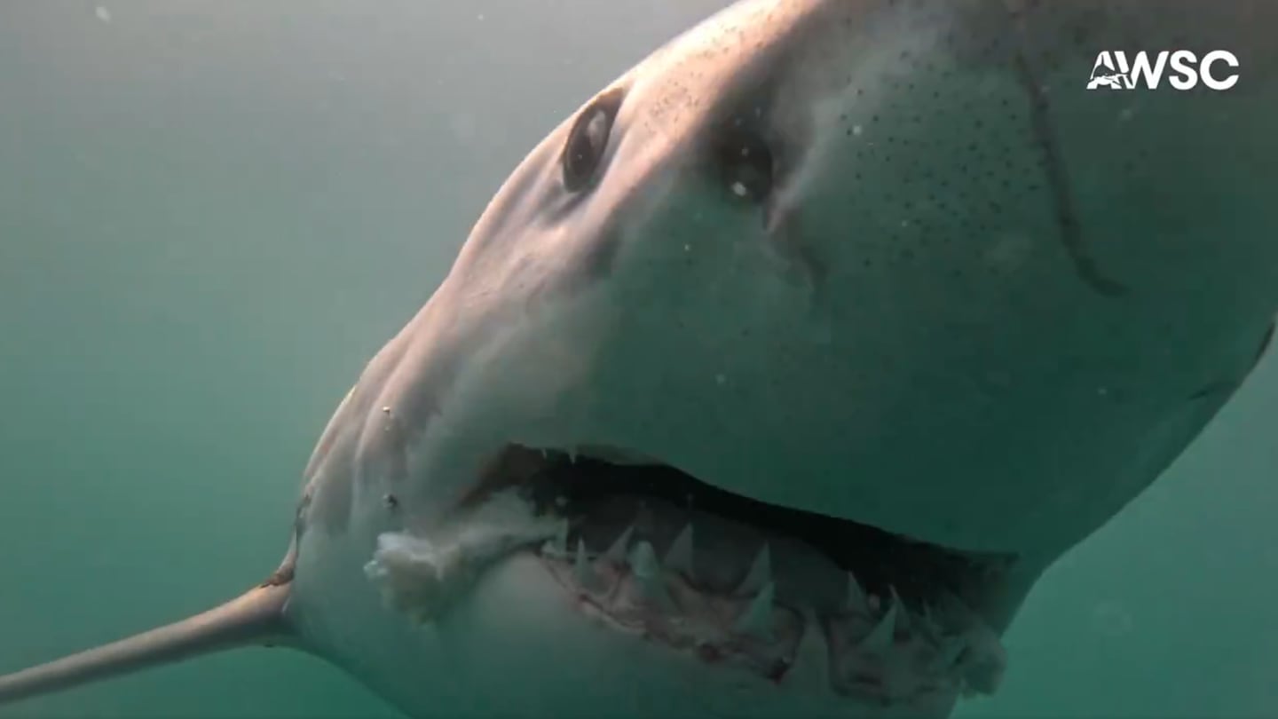 This great white shark was caught on video in the waters off the South Shore on July 14.