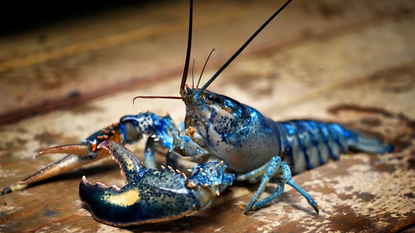 A blue lobster is seen in a marine sciences lab at the University of New England.