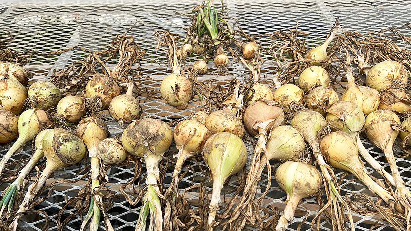 A late summer crop of onions at The Farm at Weston fills a bin. You’ll find fall produce for sale at farm stands throughout southern Vermont.