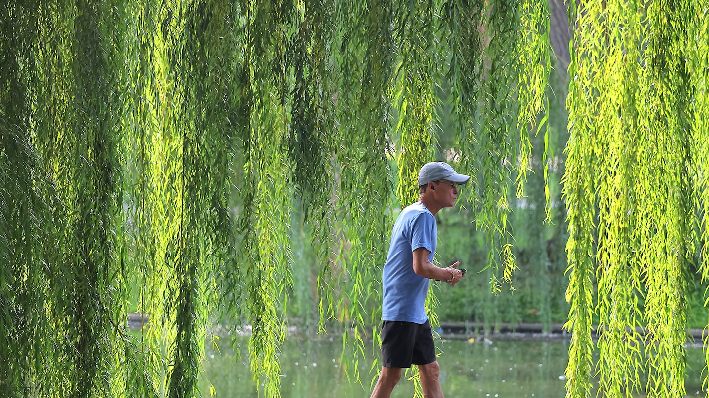 Weeping willows frame a pedestrian enjoying the morning sun and another day of pleasant weather and moderate temperatures in the Public Garden Thursday.