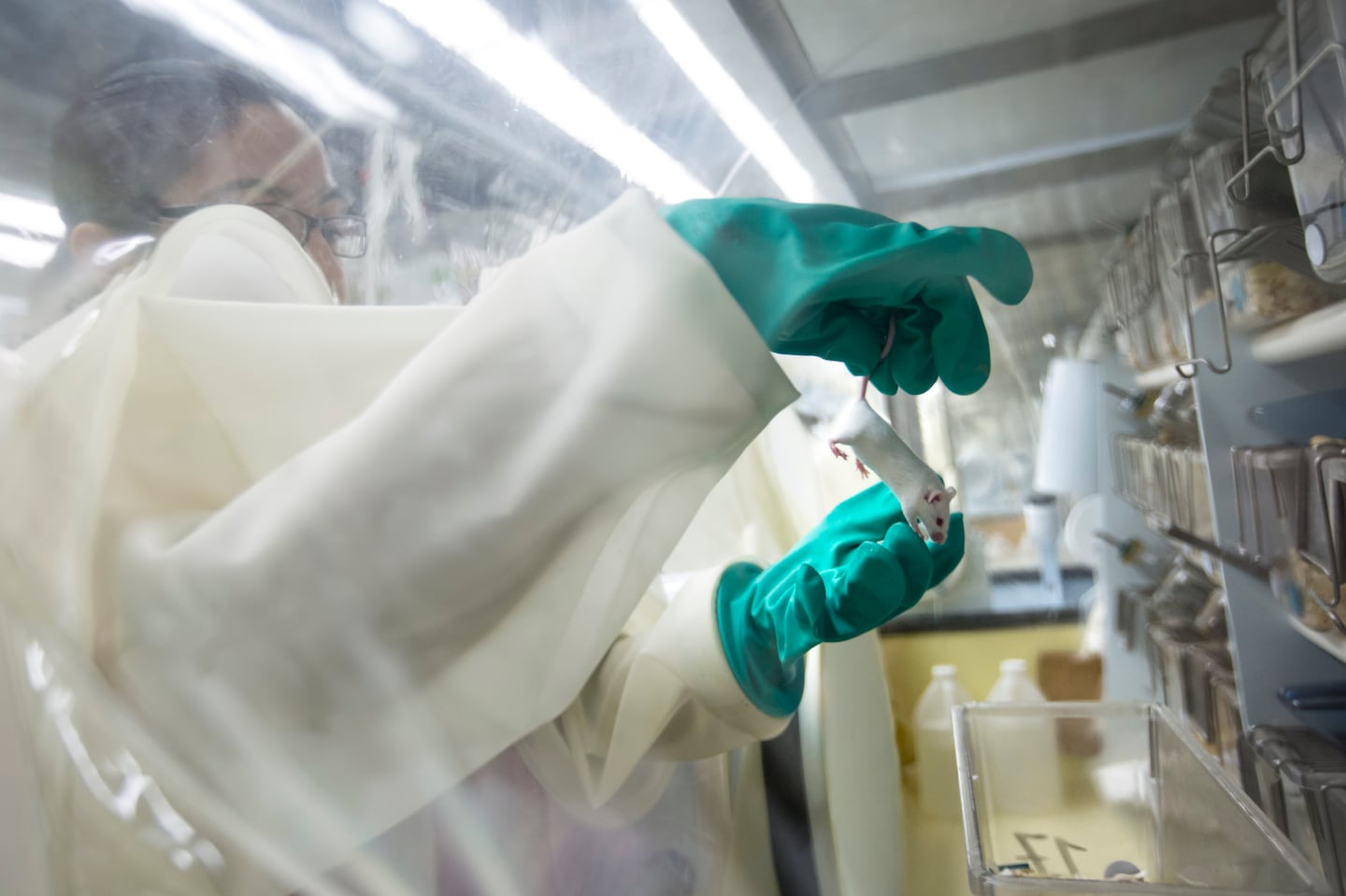 Senior technologist Juana Calcano, of Methuen, works with mice at a Charles River Labs facility in 2016. The Wilmington-based biopharma research company is laying off roughly 650 staff worldwide.