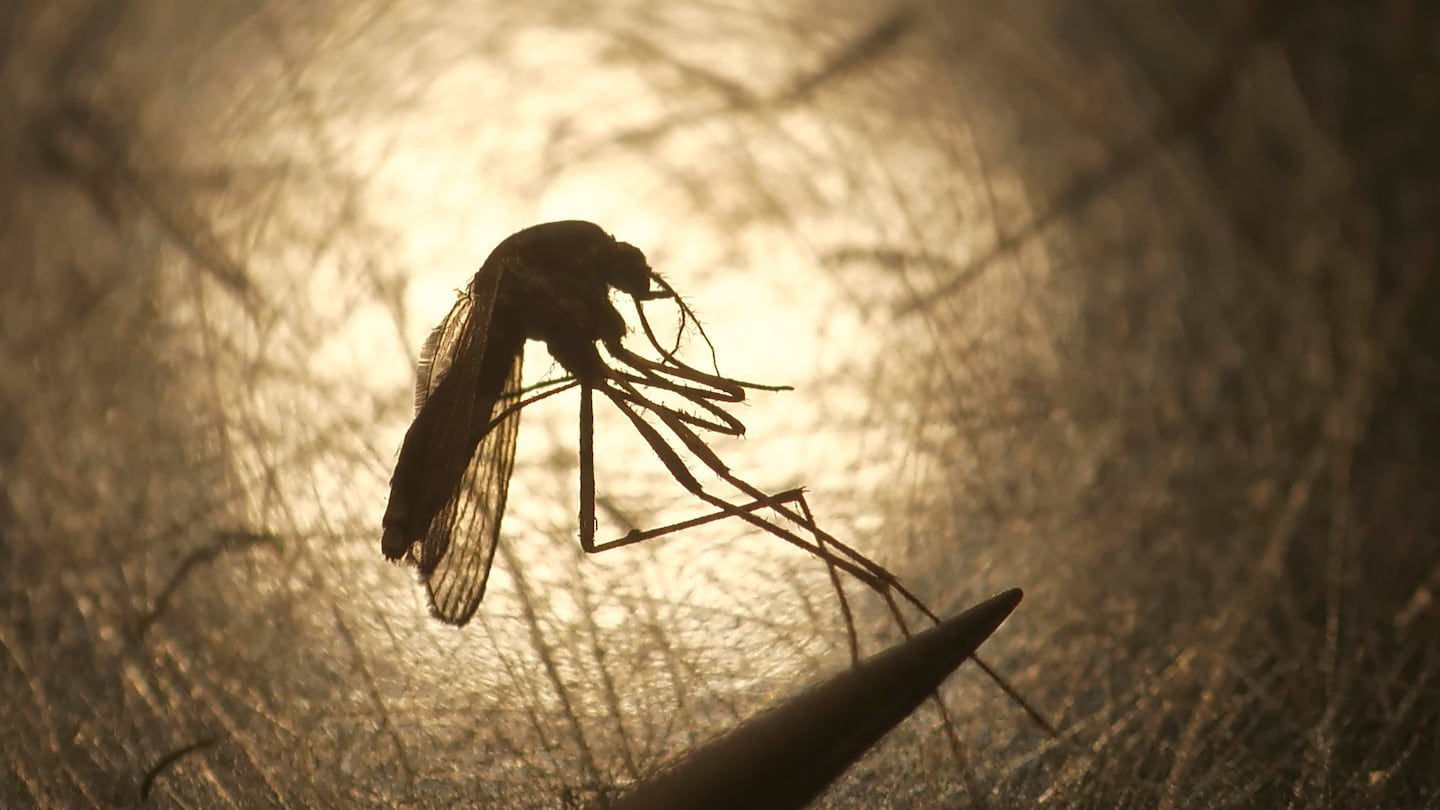 Four people in Massachusetts have been diagnosed with eastern equine encephalitis this year, a higher number than usual.