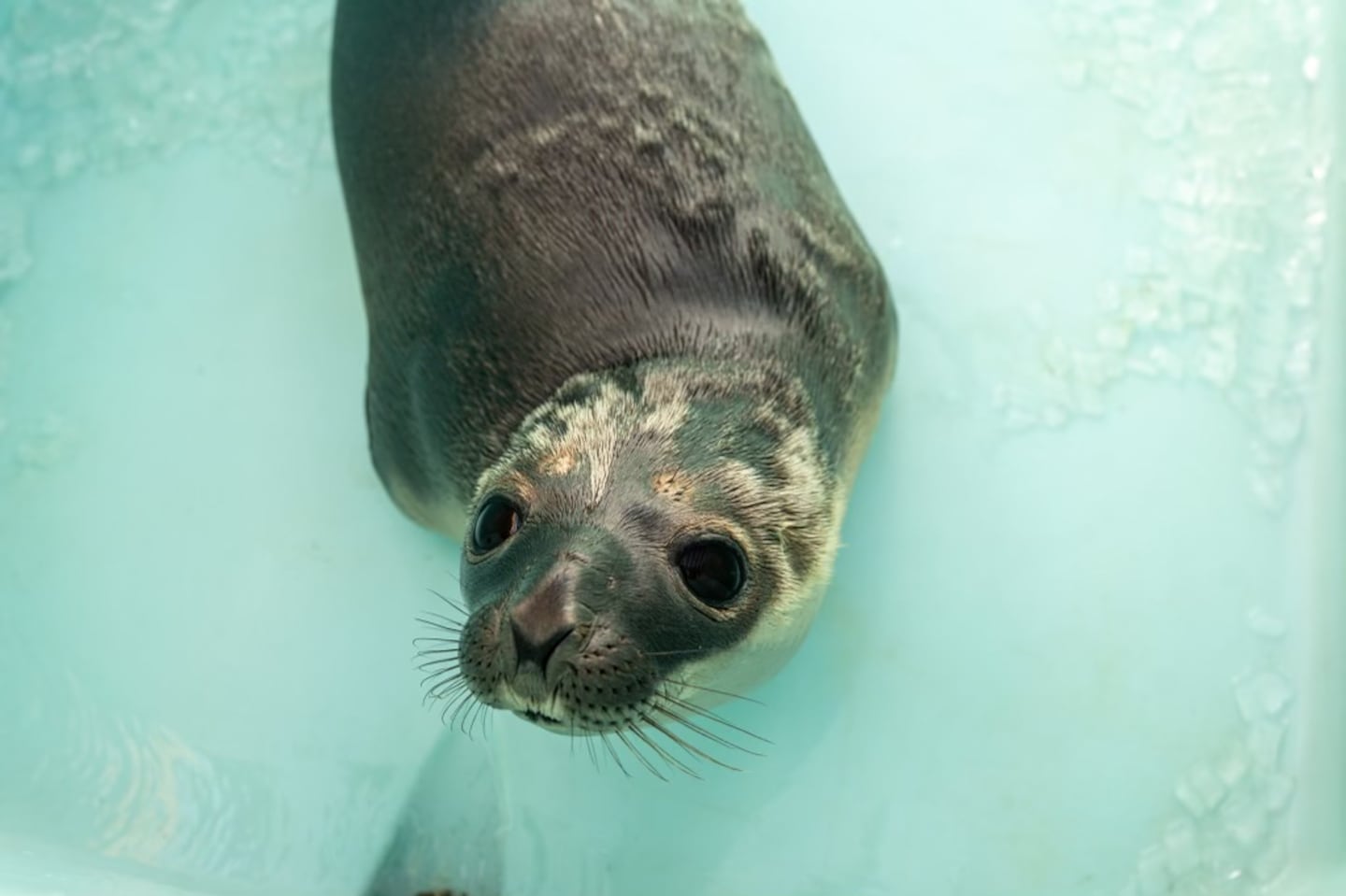 A female hooded seal was rescued from the shores of the Providence River on Saturday. The seal, a rare species for Rhode Island waters, is now being rehabilitated at the Mystic Aquarium in Connecticut.