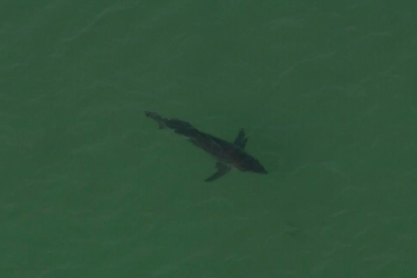 A shark in waters near Crane Beach in Ipswich, MA.