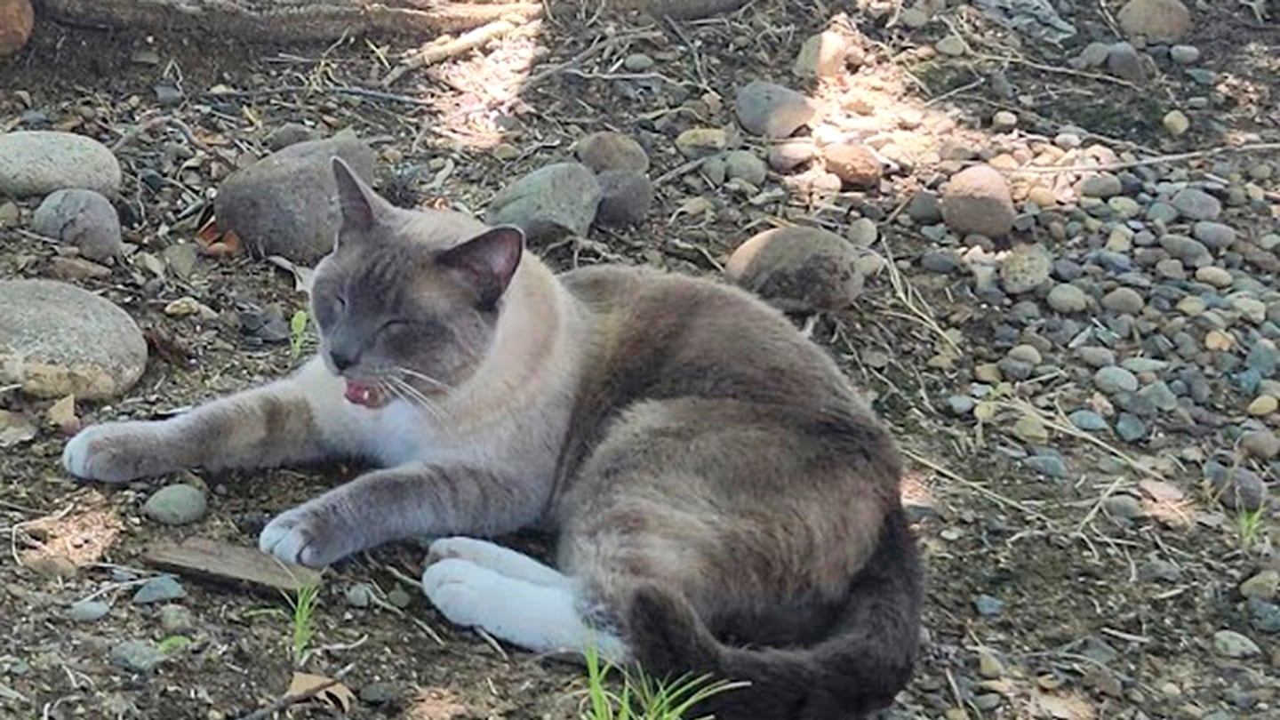 In this photograph provided by Alexandra Betts, the cat, Rayne Beau, is seen eating food provide by Betts in Roseville, Calif., in Aug. 2024. During a road trip to Yellowstone National Park in June, Rayne Beau ran away from his California owners' camper and ran into the woods. Two months and nearly 900 miles later, the cat was found by Betts back in California and was later reunited with his family.