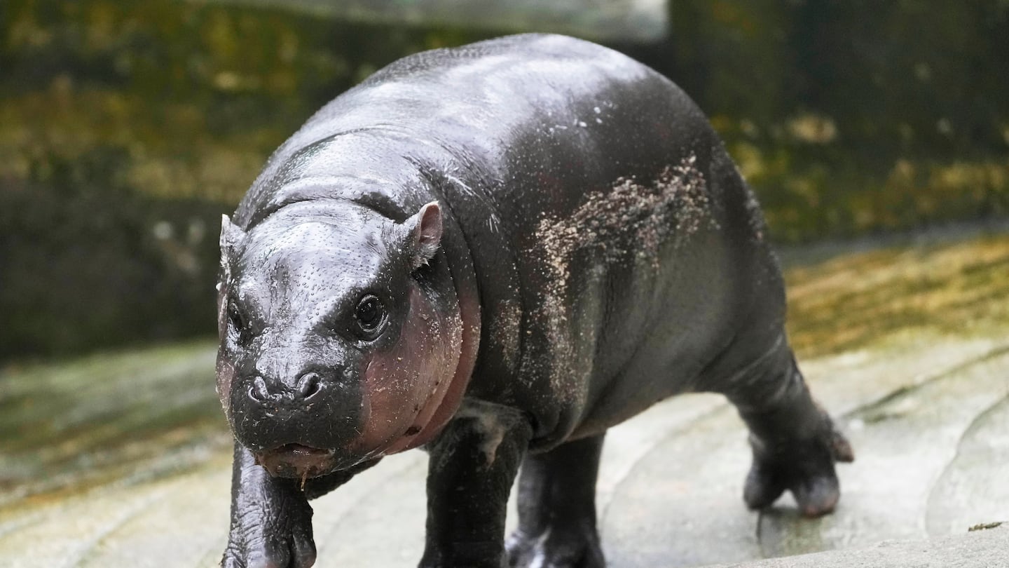 Two-month-old baby hippo Moo Deng walks at the Khao Kheow Open Zoo in Chonburi province, Thailand, Thursday, Sept. 19, 2024.