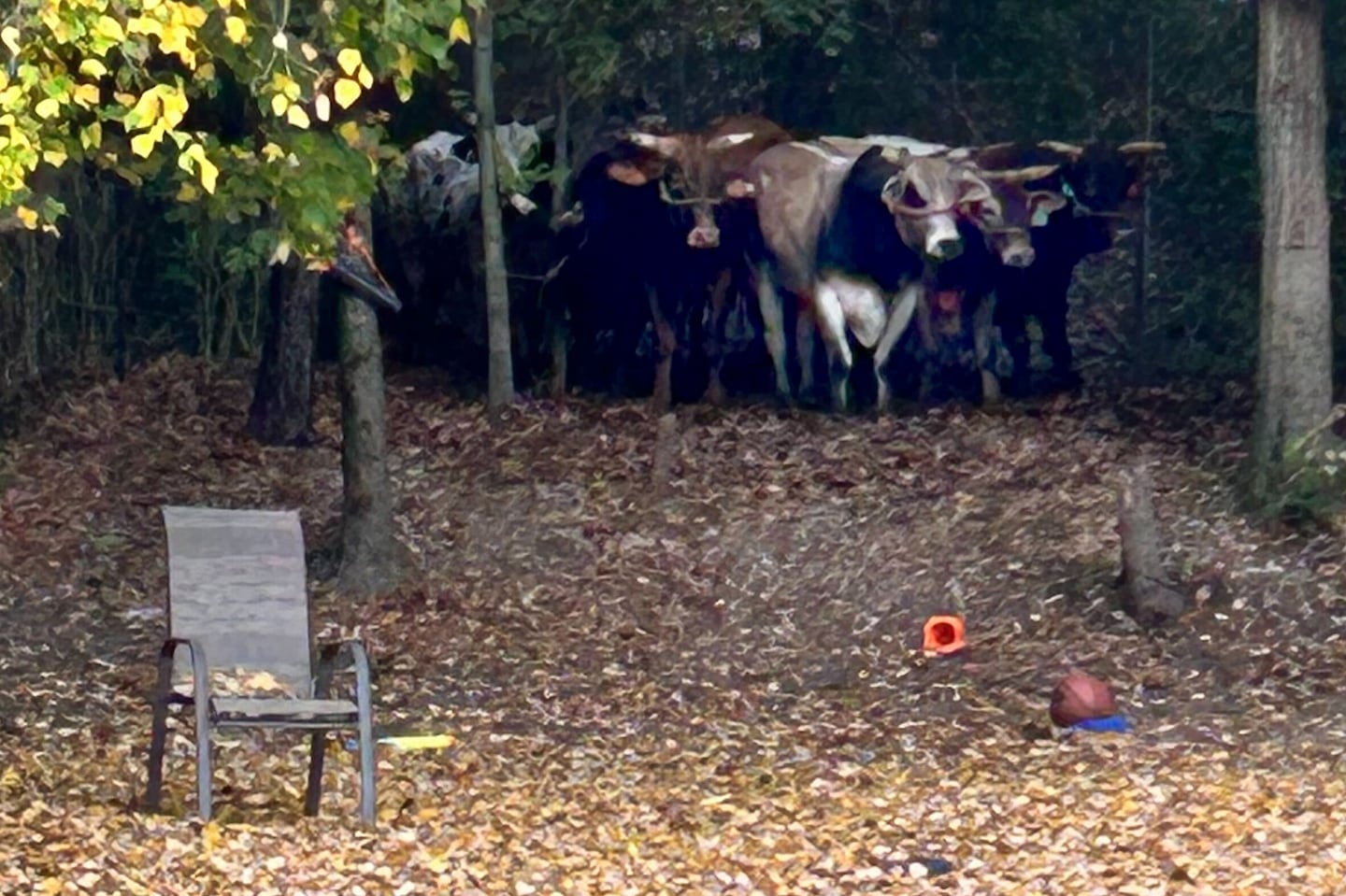 Eight bulls escaped from a rodeo at the Emerald Square Mall in North Attleborough. Authorities are trying to capture them in the back yard of a local resident.