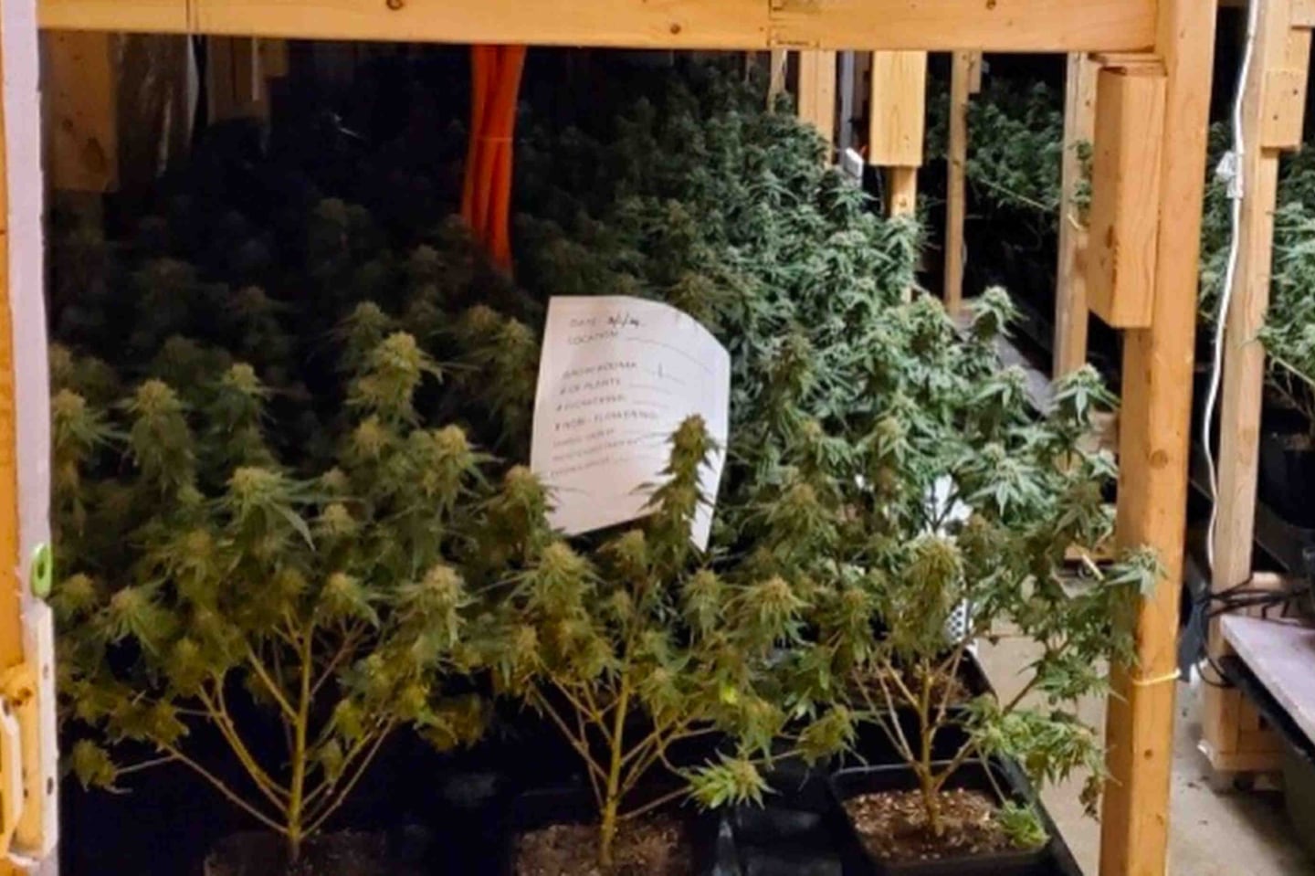 Police in Skowhegan, Maine, arrested three New York residents and seized 4,760 marijuana plants at an illicit cultivation site at a home in Skowhegan in March.