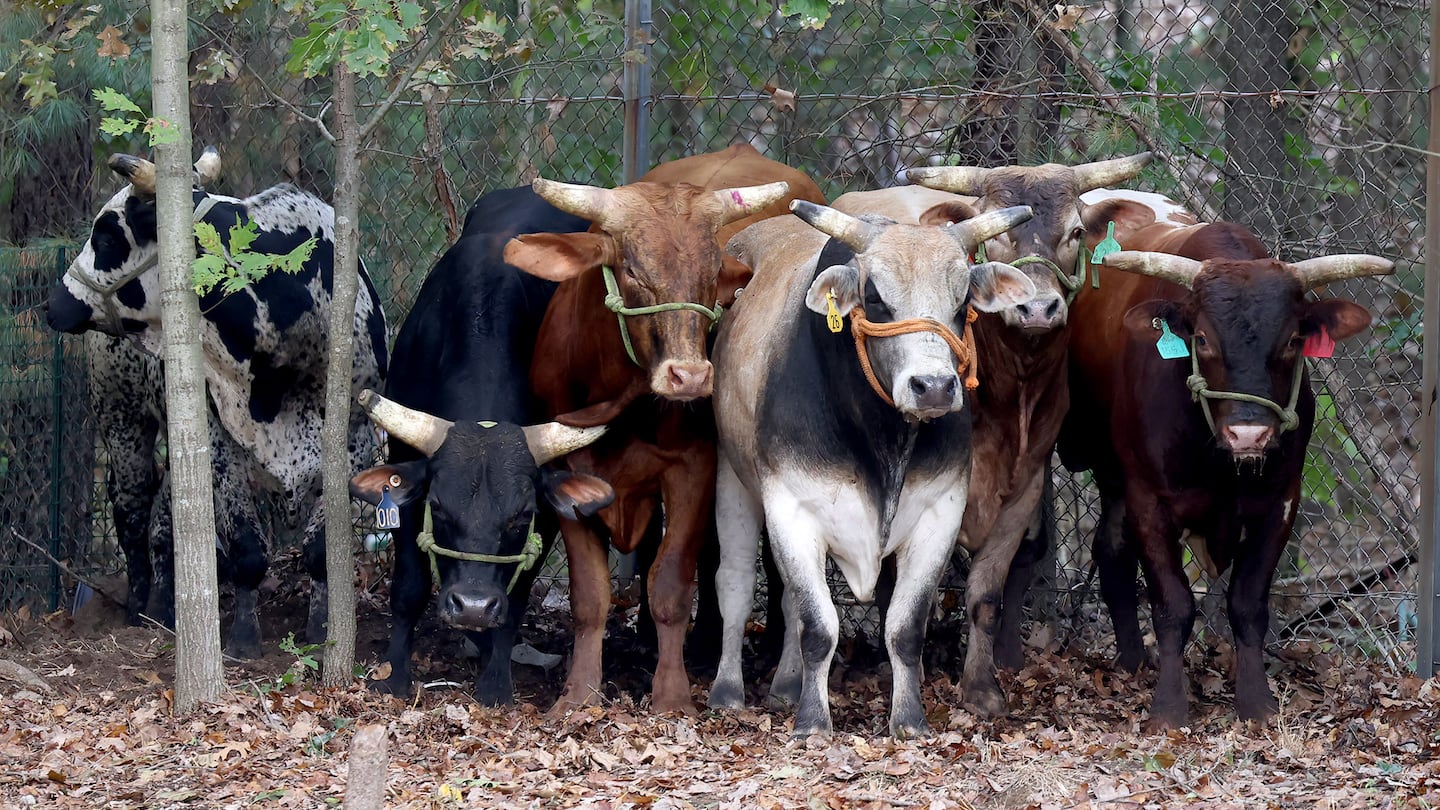 Eight bulls escaped their pen from a rodeo at Emerald Square Mall on Route 1 in North Attleborough on Sunday.