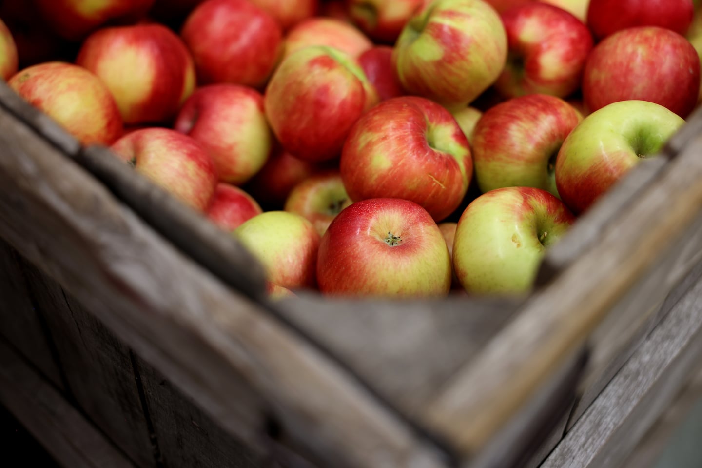 Honeycrisp apples, the top seller at Tougas Family Farm in Northborough, inside the farm store.