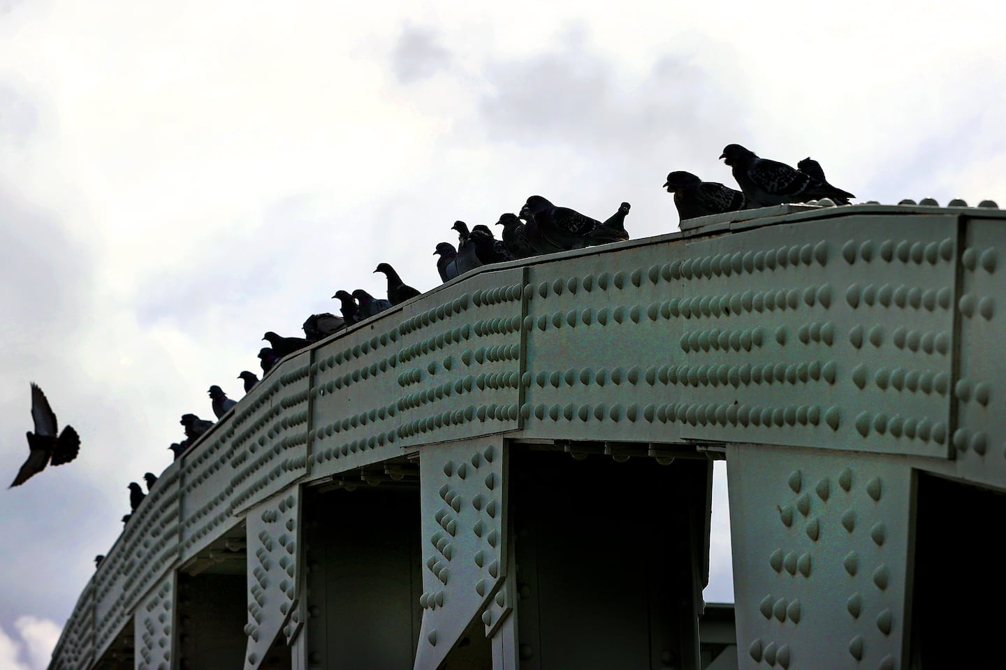 It was a bridge with a view for these pigeons sitting atop the Boston University Bridge on Tuesday.