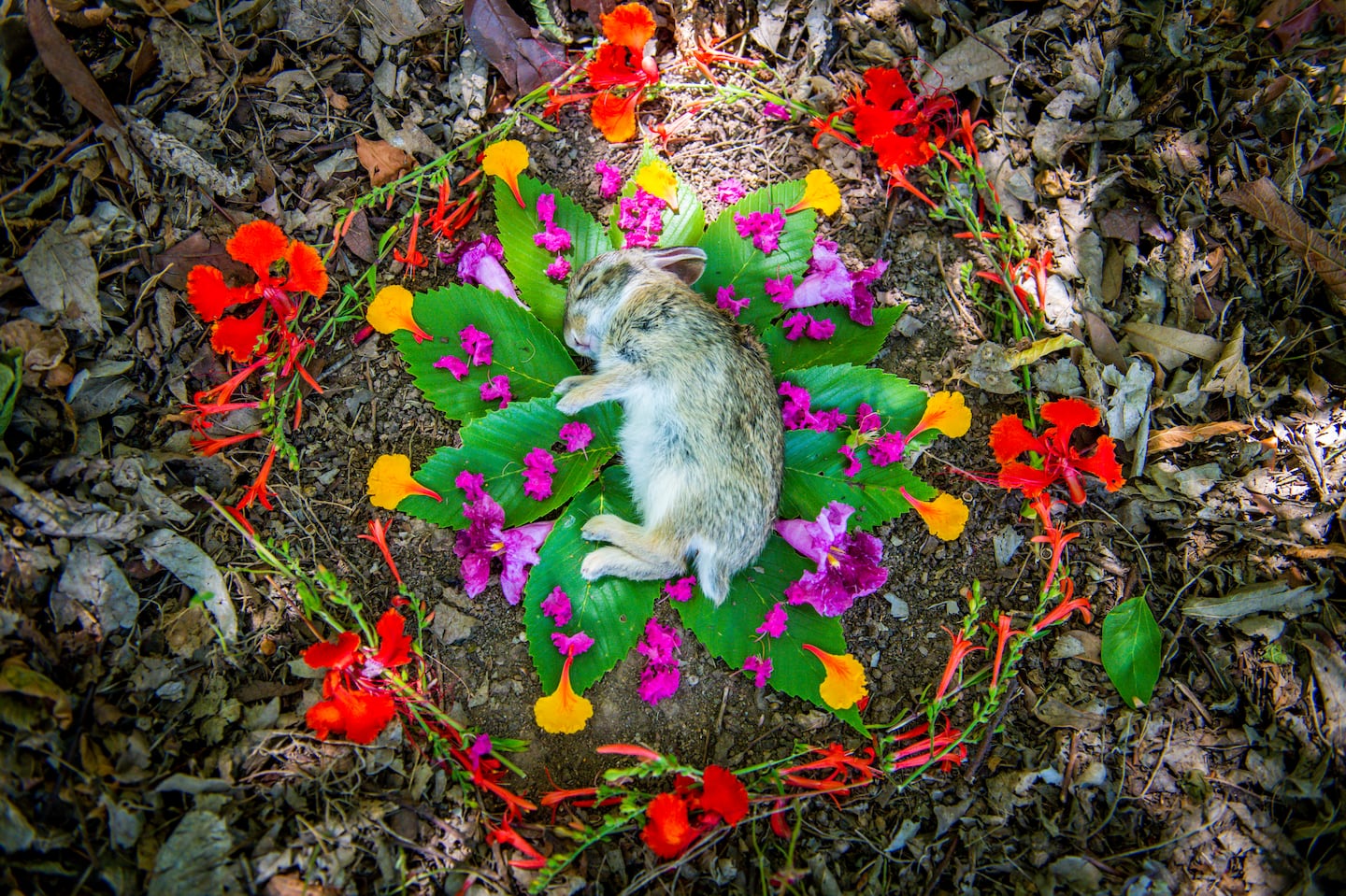 A memorial for a rabbit that Amanda Stronza found in Austin, Texas. In a post on July 17, 2022, she wrote, in part: “I wanted us all to see. A spotlight on her. This bunny. The circle grew and grew. The light on her. I wanted to make it miles wide.”