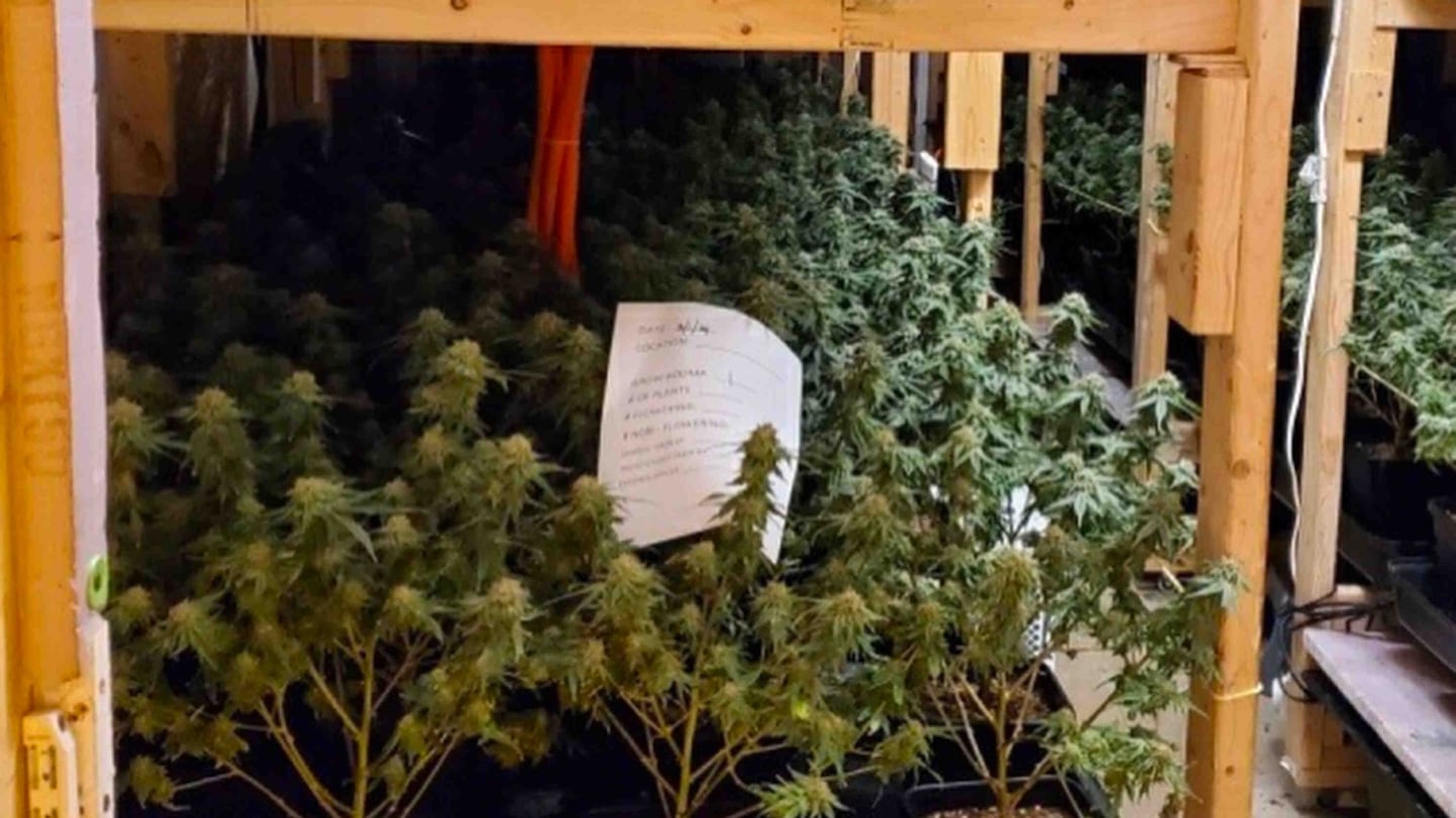 Police in Skowhegan, Maine, arrested three New York residents and seized 4,760 marijuana plants at an illicit cultivation site at a home in Skowhegan in March.