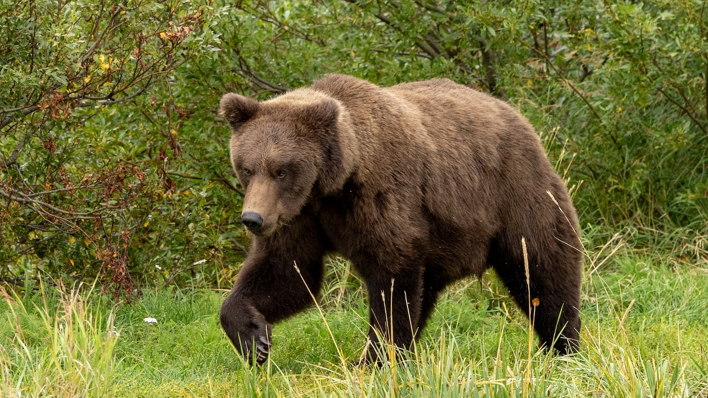 This image provided by the National Park Service shows 909 Jr. at Katmai National Park in Alaska on Sept. 12, 2024.