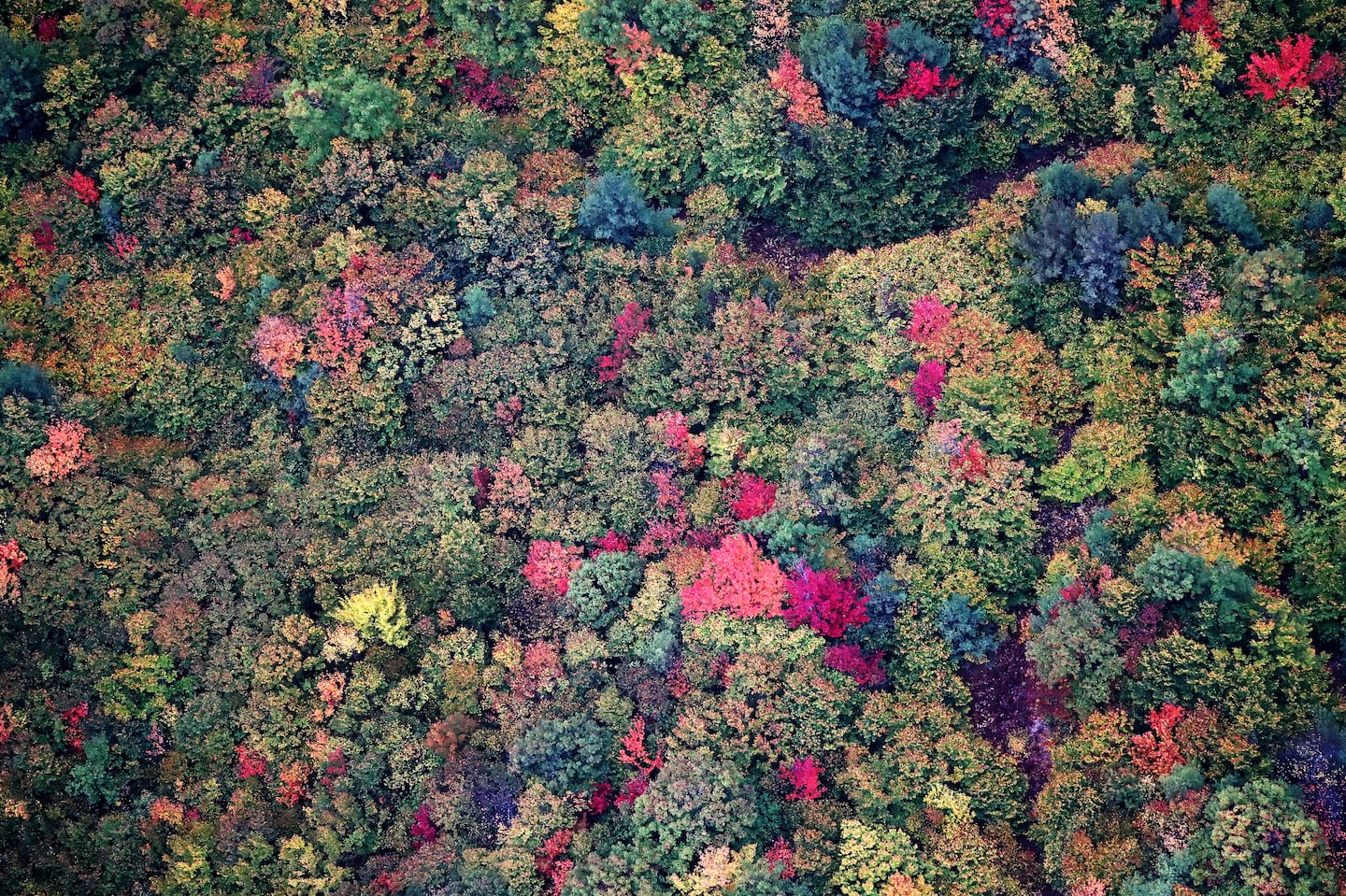 Looking down into the woods as the leaves change near Barnstead, N.H., in early October 2020.