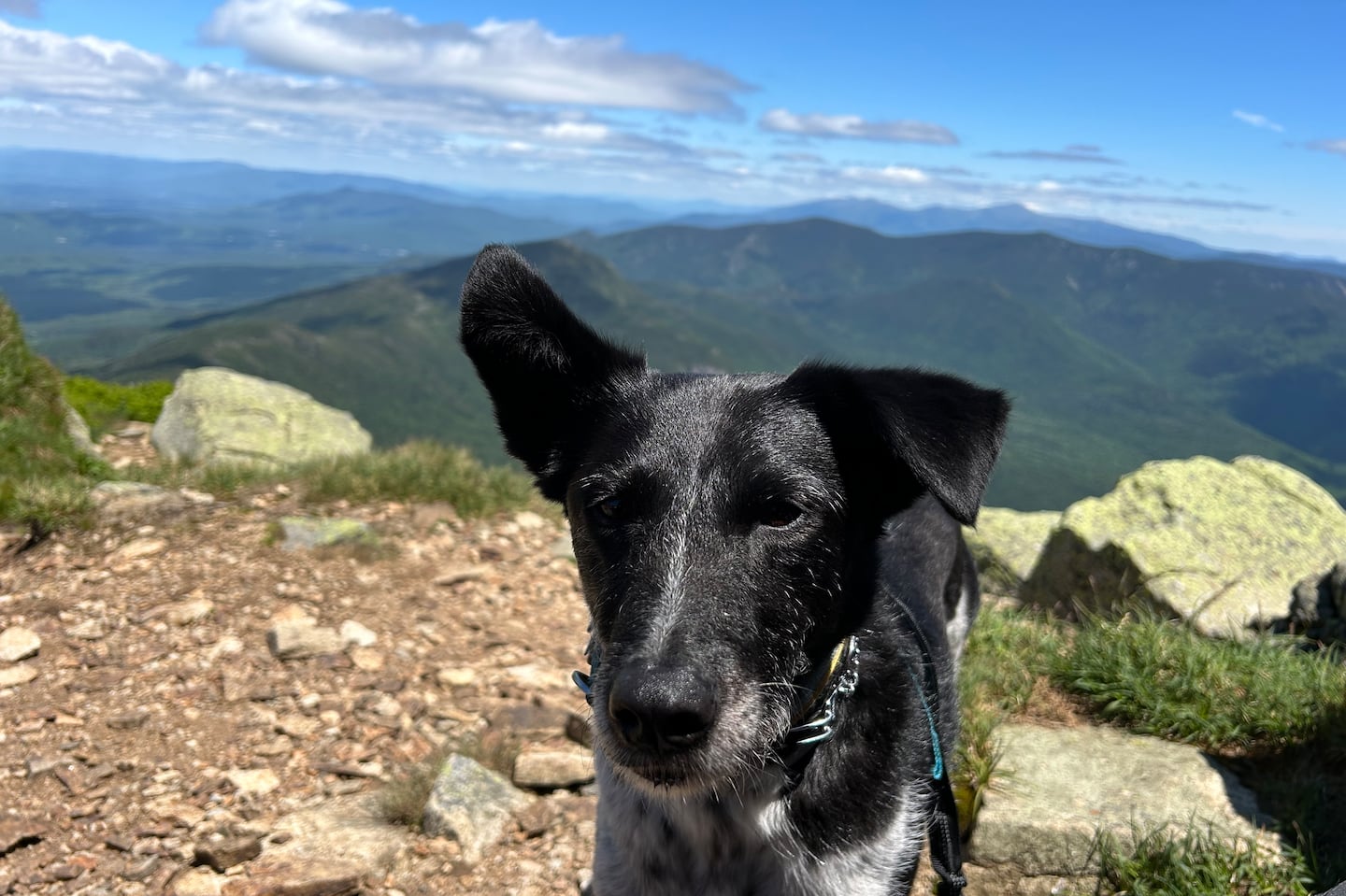 Alux the dog pictured on the Franconia Ridge Trail. This dog loves to hike and keeps the author busy in pursuit of new peaks as an excuse to tire him out.