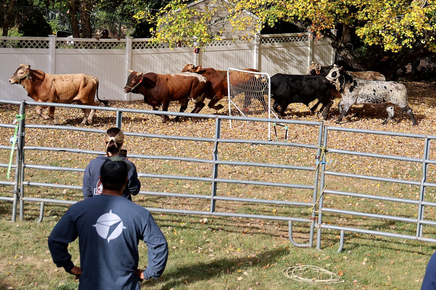 Seven bulls that escaped their pen from a rodeo at Emerald Square mall on Route 1 in North Attleborough.