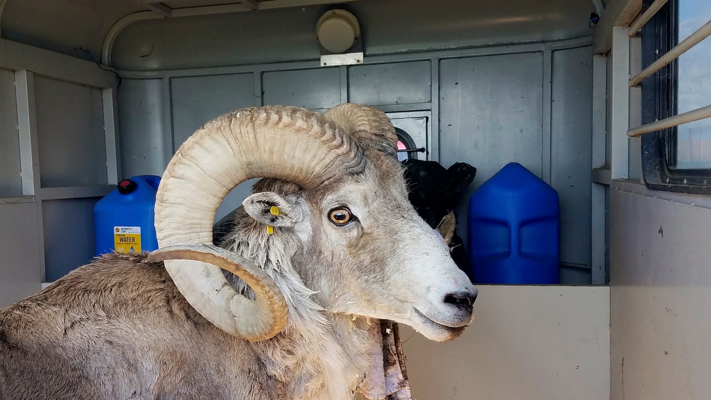 A sheep nicknamed Montana Mountain King that was part of unlawful scheme to create large, hybrid species of wild sheep for sale to hunting preserves in Texas.