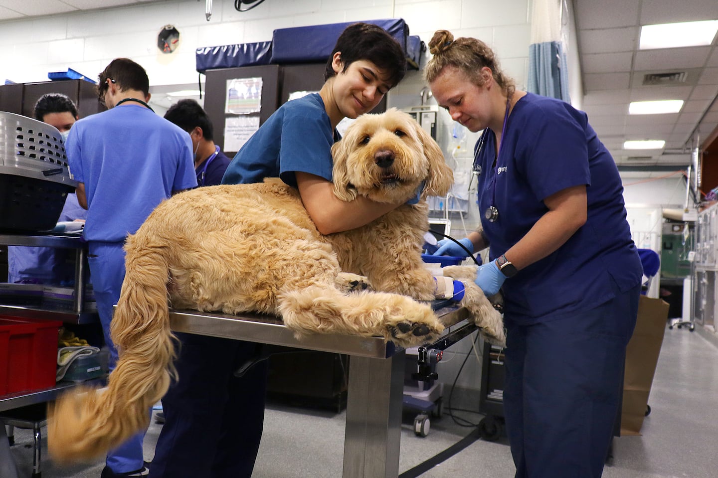 Staff treat a dog at Angell Animal Medical Center in Boston.