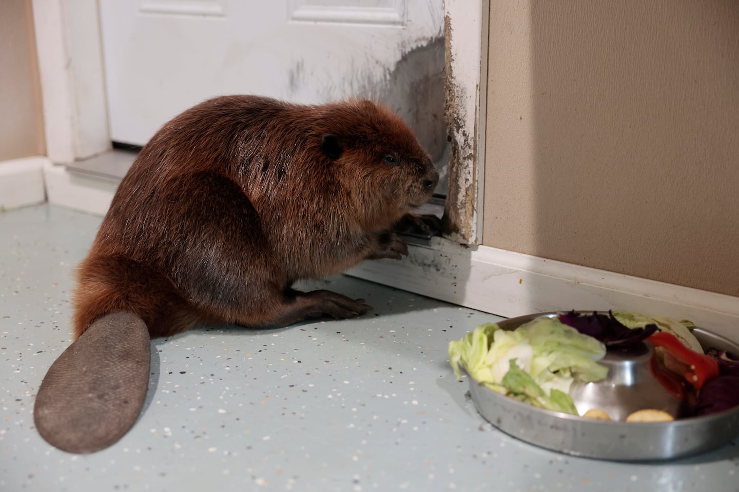 The fate of Nibi, a beaver who was a baby when she was rescued after being found abandoned on a roadside two years ago, is heading to court in Lowell.