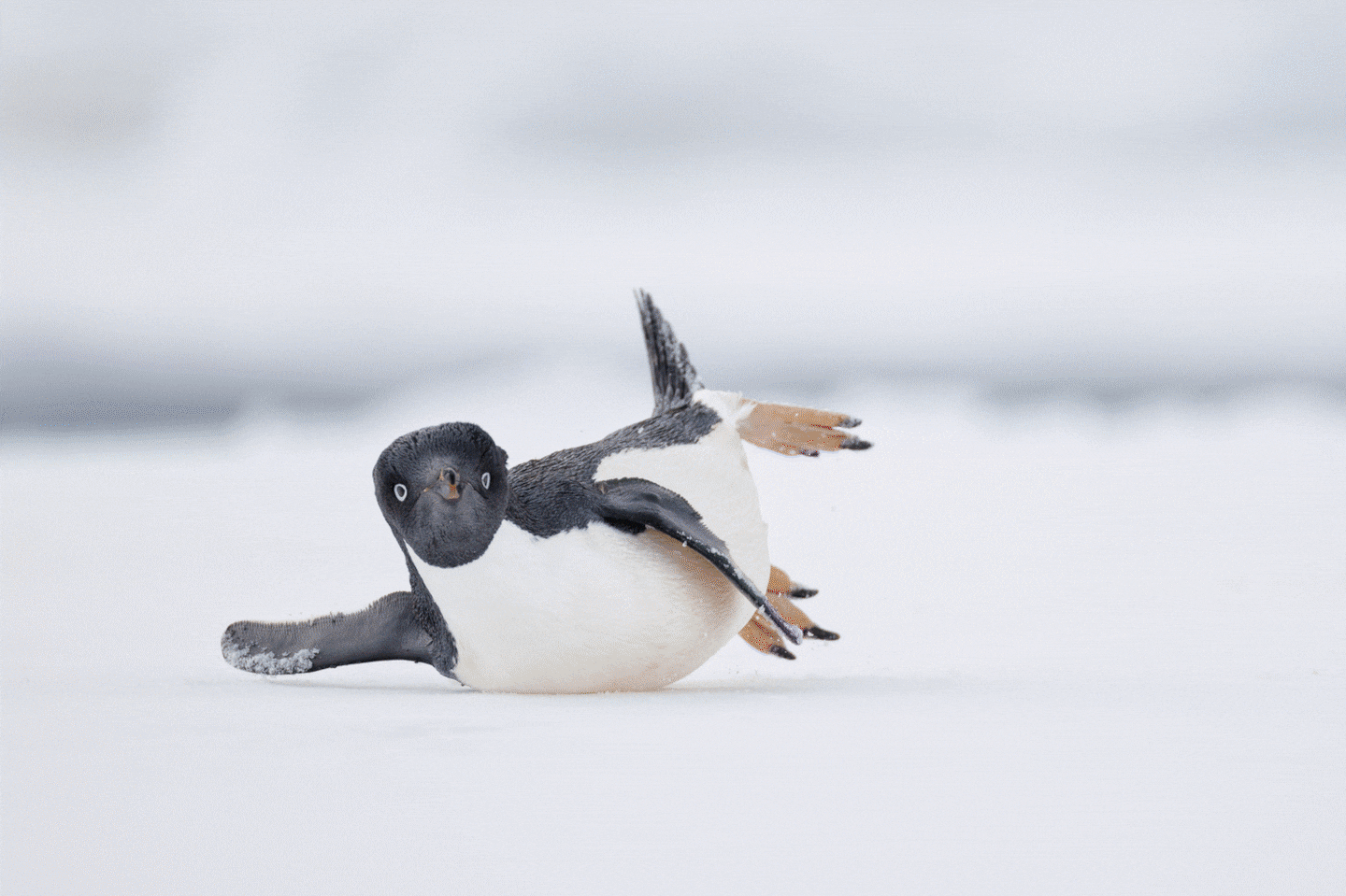 “A Modern Dancer” by Nadia Haq of Lexington, featuring an Adélie penguin in Antarctica. The photo won gold in the Comedy Bird Photo category and was shot with a 600mm lens at f/4. “I was sitting on a Zodiac next to my husband and 10-year-old son near Brown Bluff, Antarctica, when we spotted a group of Adélie Penguins on some sea ice,” Haq wrote in the caption. “As we slowly approached them, they started to toboggan on the ice, and I captured one of them sliding as if performing a modern dance move.”