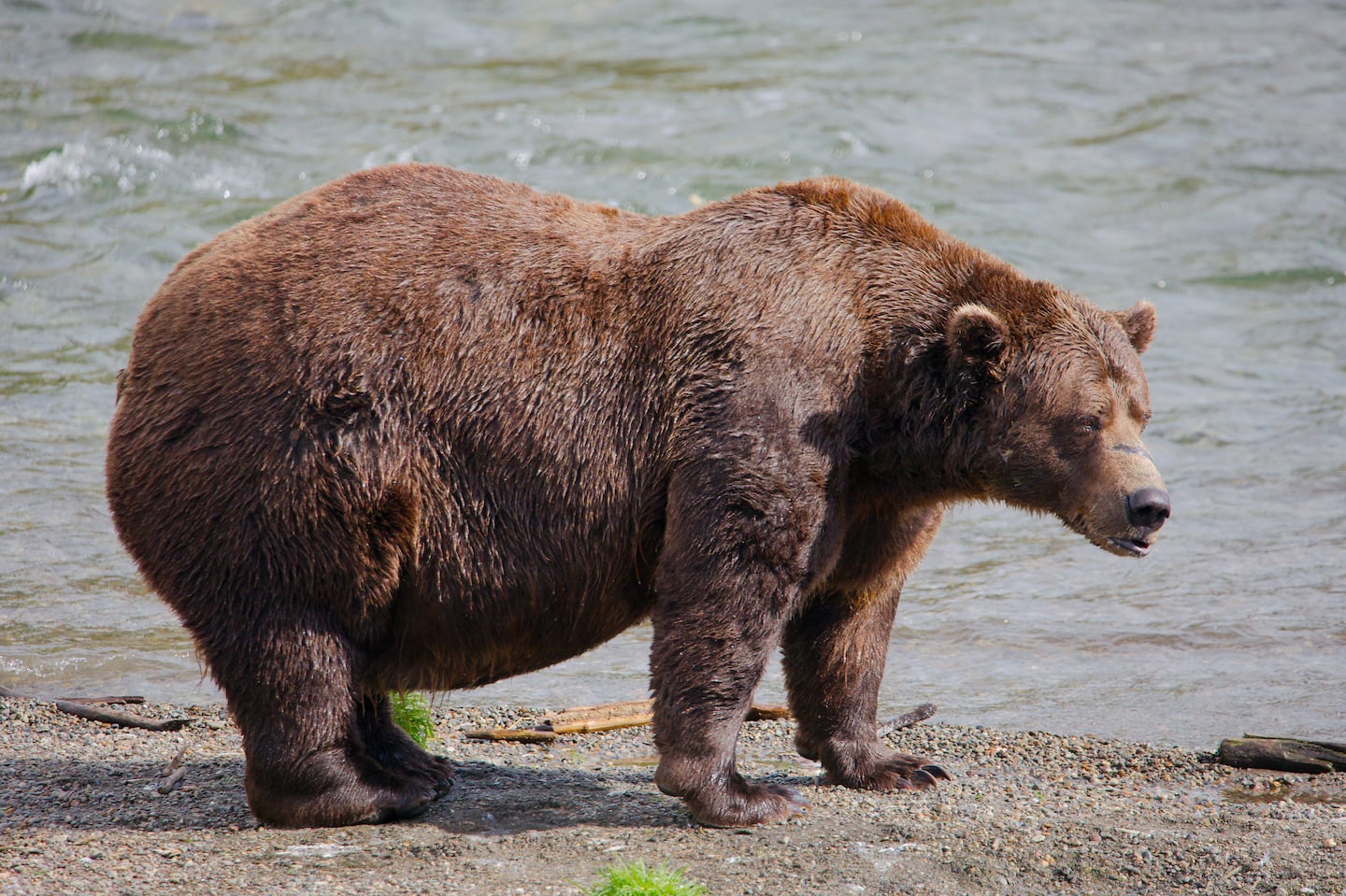 Bear 32 at Katmai National Park in Alaska. 