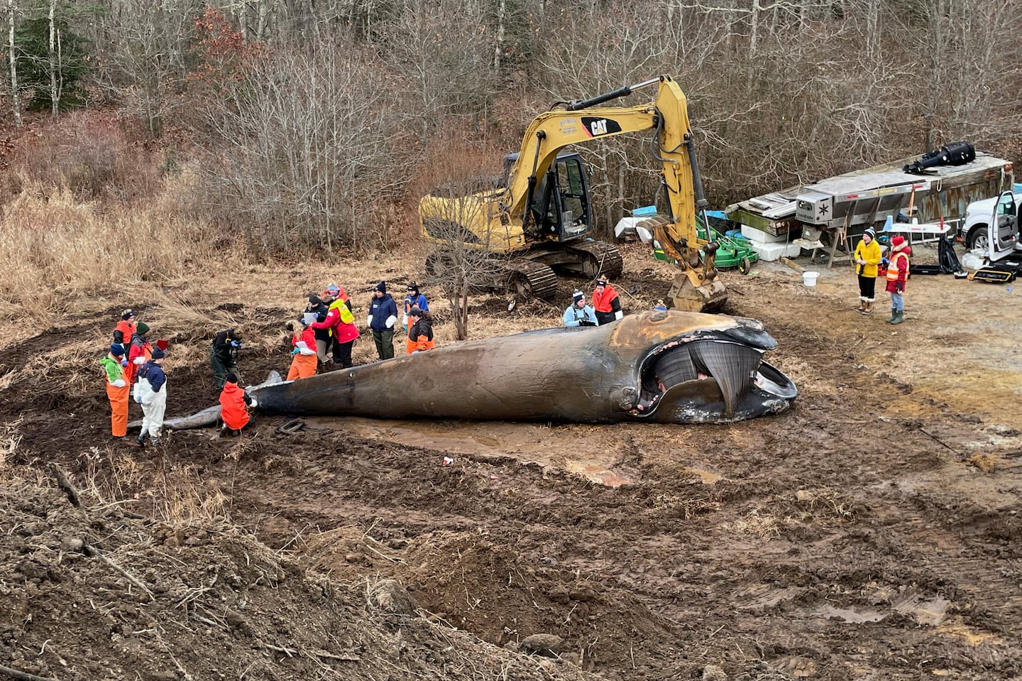 Scientists and researchers performed a necropsy on a North Atlantic right whale that was found dead on Martha's Vineyard in January.