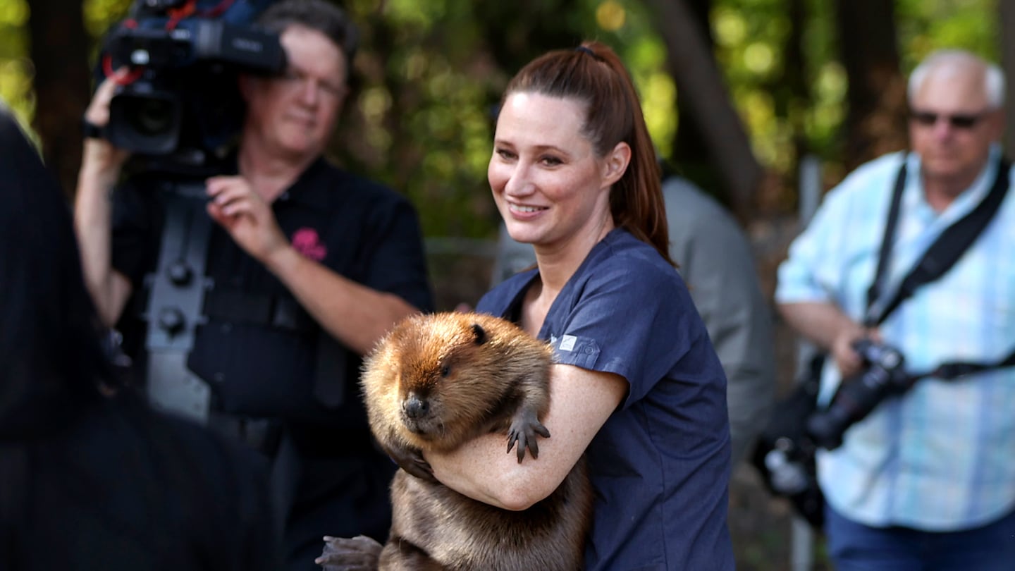 Jane Newhouse of the non profit  Newhouse Wild Life Rescue holds Nibi the Beaver during a tour with Massachusetts Governor Maura Healey at the facility.