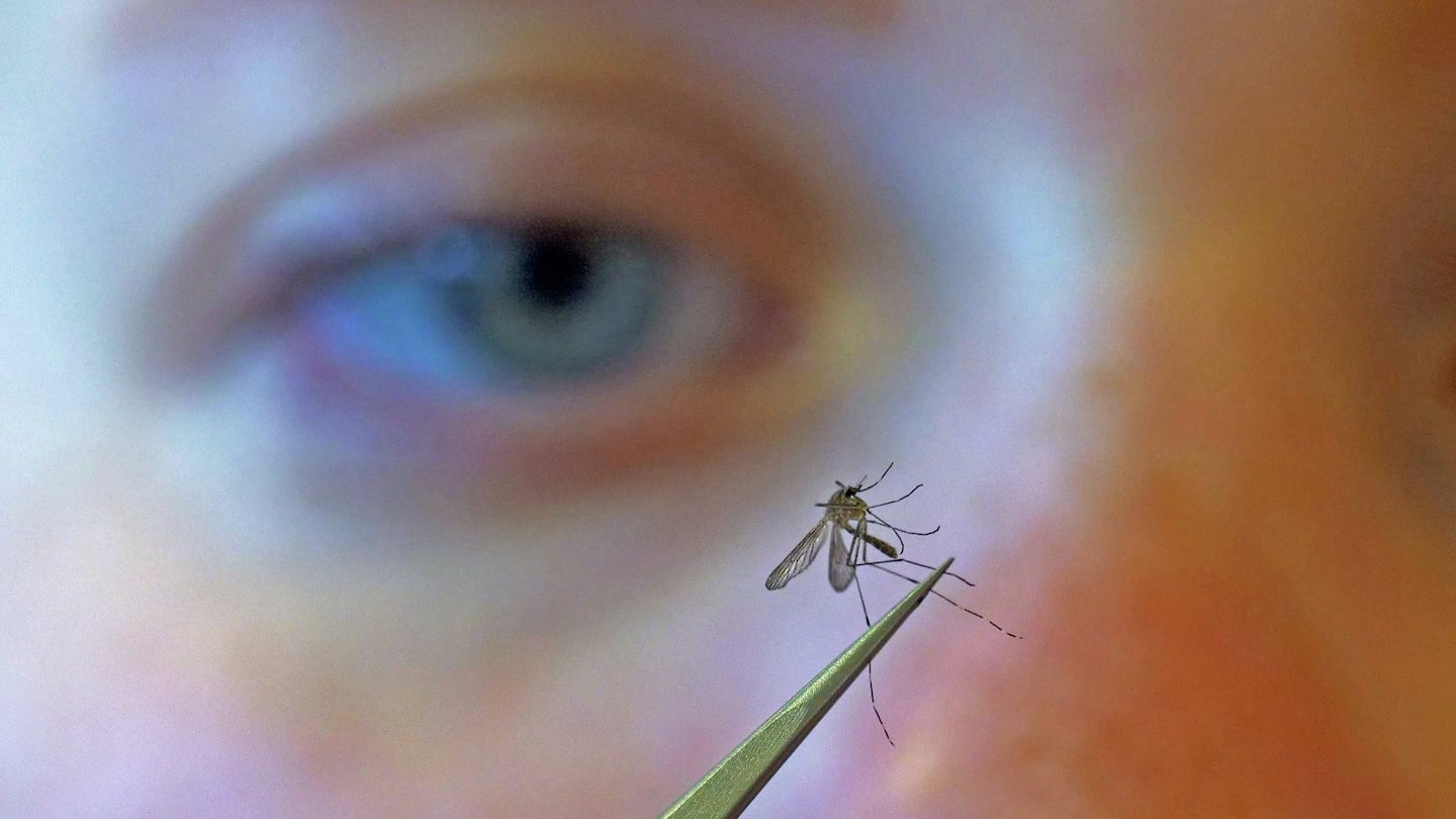 A municipal biologist examines a mosquito. Massachusetts this year has 15 confirmed human cases of West Nile virus, a mosquito-borne illness.