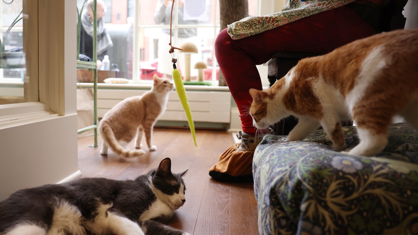 Left to right: Leopold “Mac” Mackintosh, Simon, and Benjamin hung out together inside A Sanctuary Cafe.