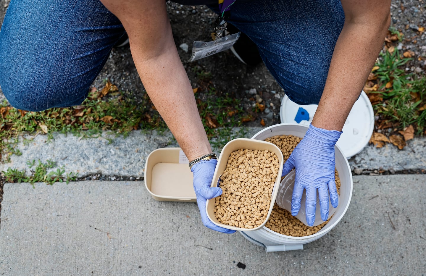 Alaina Gonzalez-White, director of operations at nonprofit WISDOM Good Works, replenished pellets used in a rat birth control pilot program in a Jamaica Plain neighborhood.