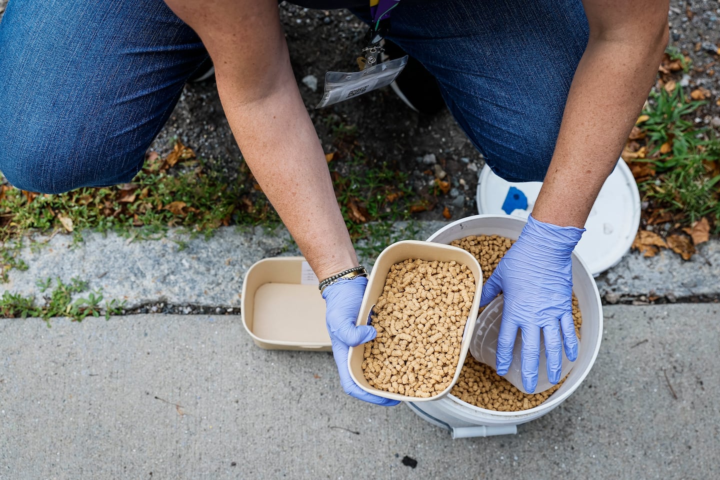 Alaina Gonzalez-White, director of operations at nonprofit WISDOM Good Works, replenished pellets used in a rat birth control pilot program in a Jamaica Plain neighborhood.