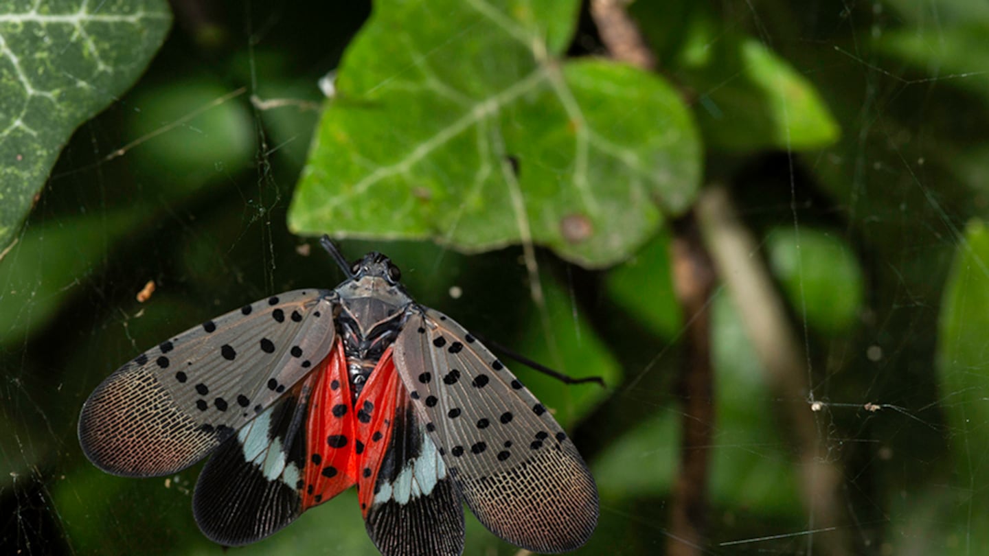 A spotted lanternfly.