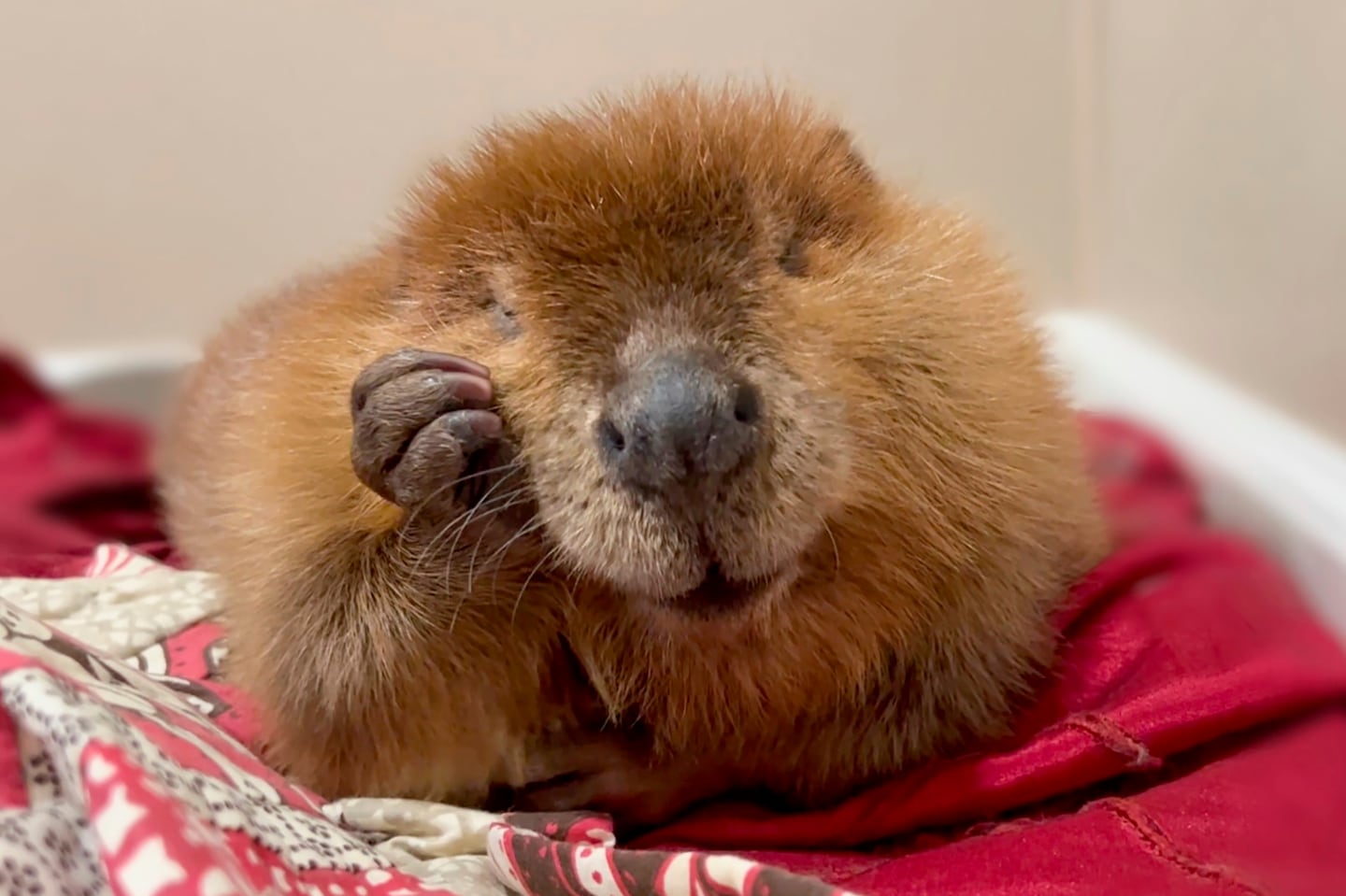 The now famous beaver, pictured here in October 2024, was rescued two years ago after she was found orphaned on the side of a road in Sturbridge.