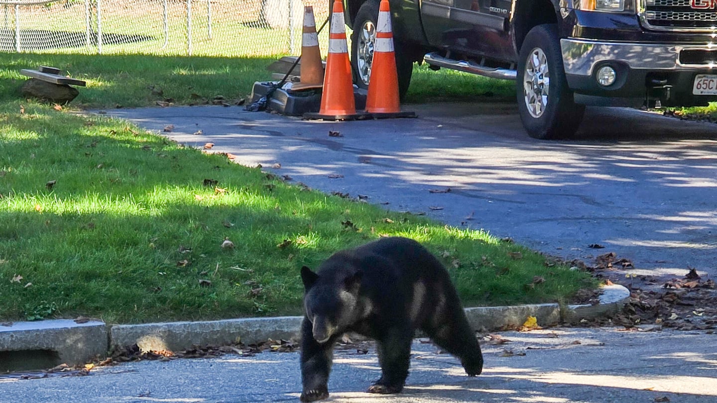 A bear wanders near Kathy Pedone’s yard in Worcester on Wednesday after coming from a neighbor’s yard.