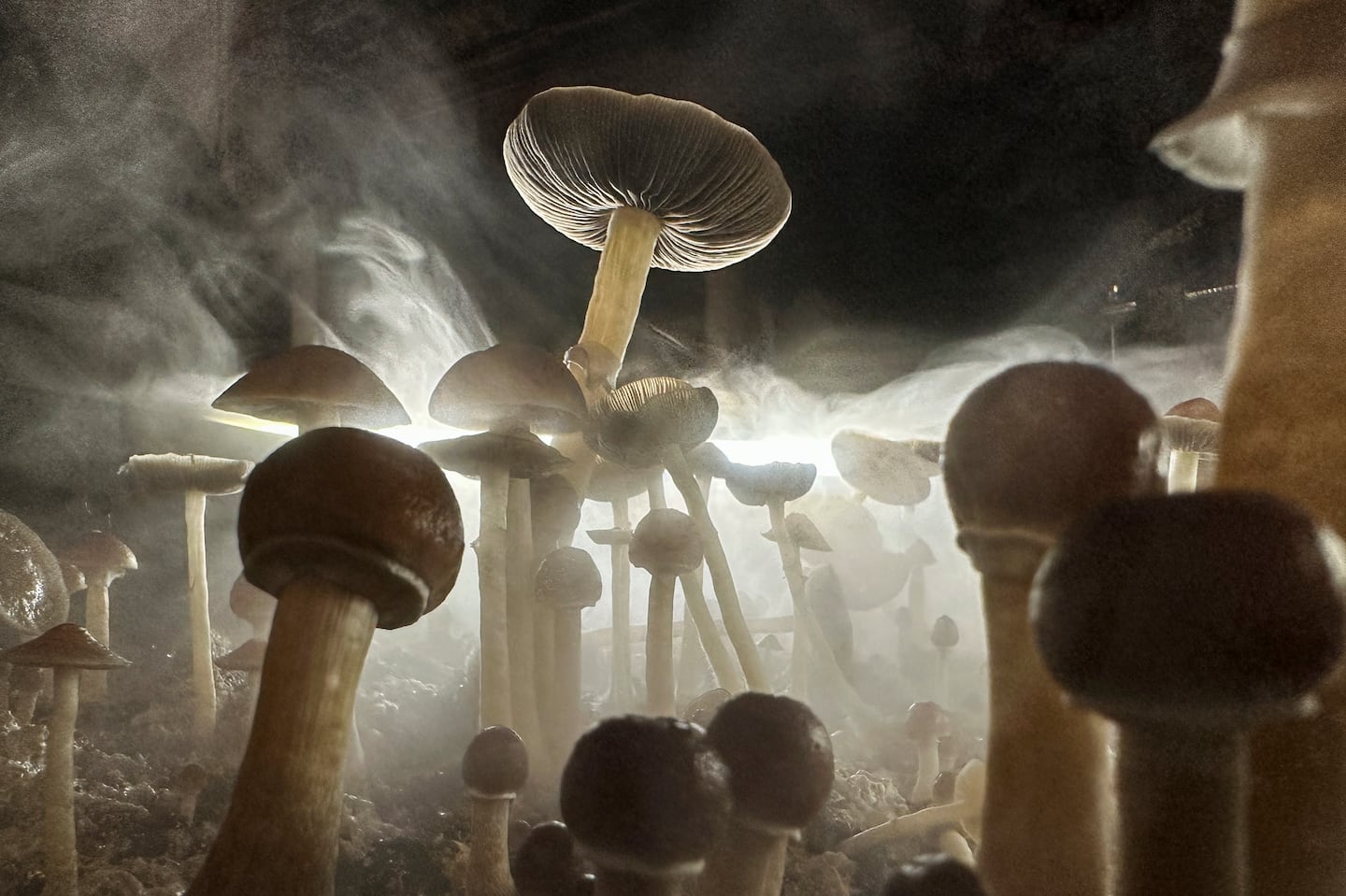 Psilocybin mushrooms ready for harvest in a humidified "fruiting chamber" in the basement of a private home in Fairfield County, Connecticut.