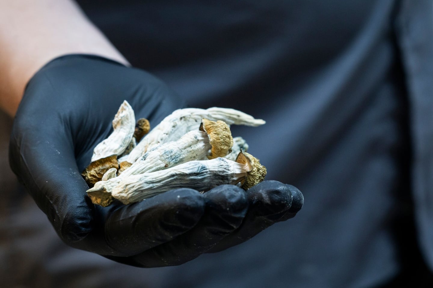 A person held a handful of Southwest Pink Buffalo mushrooms, which contain psilocybin, a hallucinogenic substance, in Portland, Ore., in 2023.