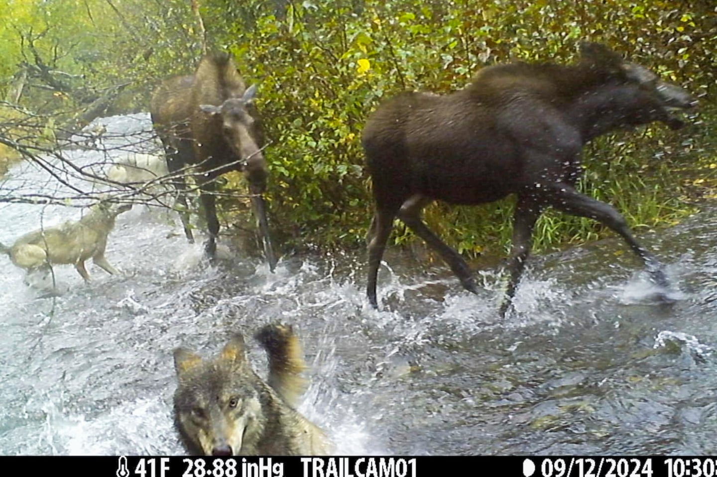 This image made from video provided by Donna Gail Shaw showed a view from a trail camera of wolves attacking moose last month in Anchorage, Alaska.